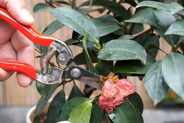 香茶花何时开花,在10月份至次年的5月份