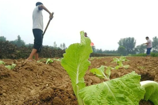白菜有哪些生长习性，喜冷凉气候且不耐阳光暴晒