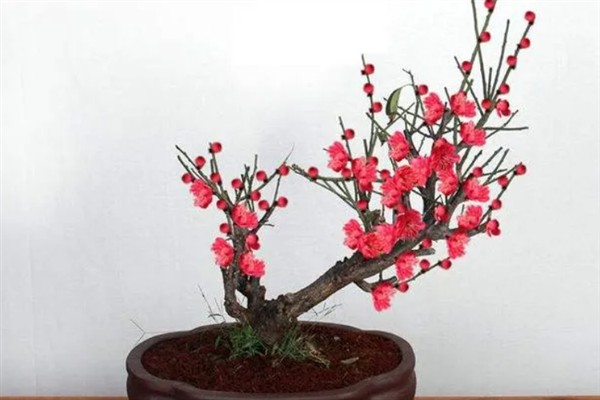 红梅有什么生长习性，喜欢光照充足的环境