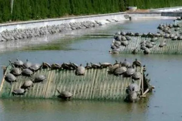 甲鱼能一直养水里吗，不可一直养在水里
