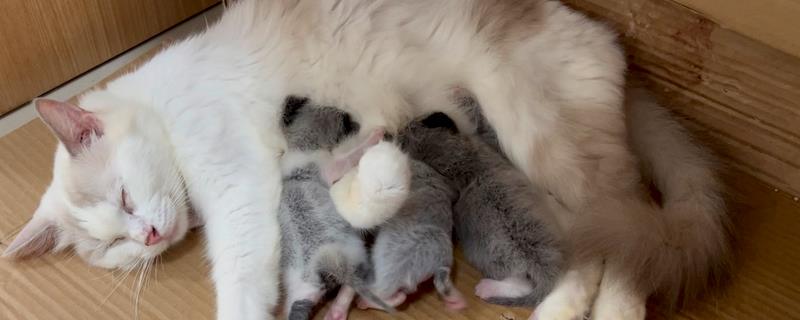 母猫为什么哈气小猫，可能是在训诫小猫
