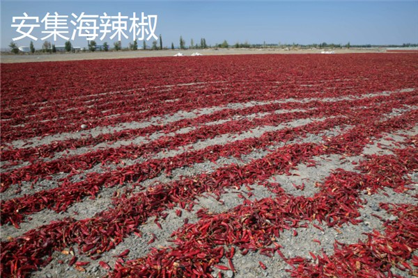 新疆塔城市的特产，乌苏柳花茶被视为茶中极品