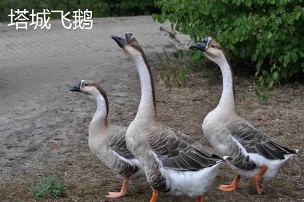 新疆塔城市的特产，乌苏柳花茶被视为茶中极品