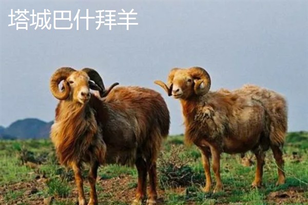 新疆塔城市的特产，乌苏柳花茶被视为茶中极品