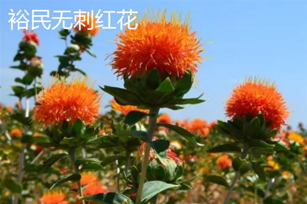 新疆塔城市的特产，乌苏柳花茶被视为茶中极品