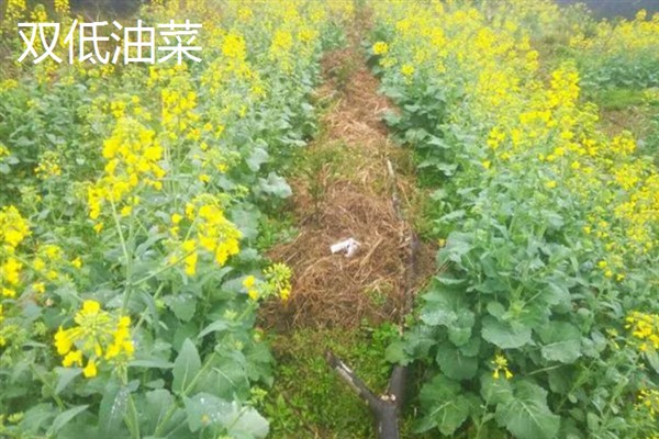 新疆塔城市的特产，乌苏柳花茶被视为茶中极品