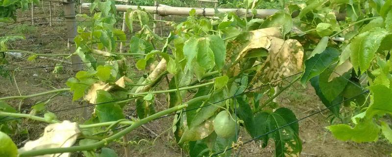 百香果叶子萎缩发皱的原因,可能是缺乏光照或水分不足所致