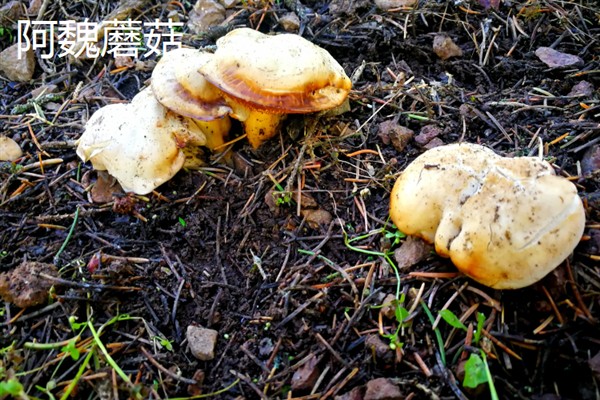新疆塔城市的特产，乌苏柳花茶被视为茶中极品