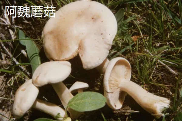 新疆塔城市的特产，乌苏柳花茶被视为茶中极品