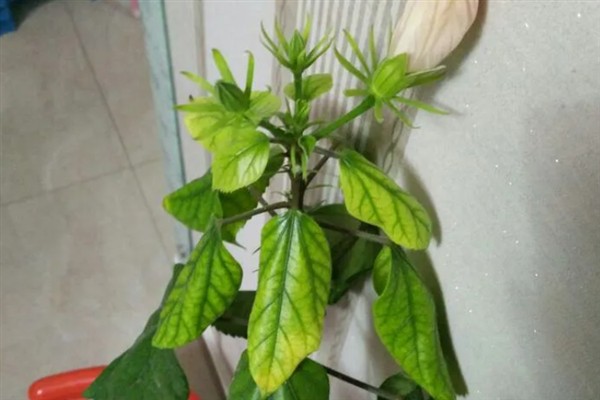 芙蓉花叶子打卷的原因，可能是强光暴晒或水分过多所致