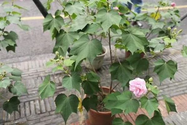 芙蓉花叶子打卷的原因，可能是强光暴晒或水分过多所致