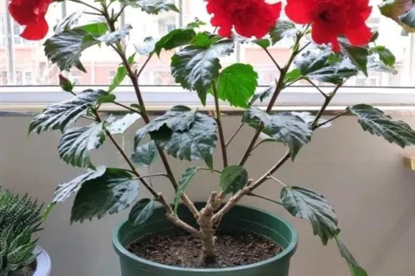 芙蓉花叶子打卷的原因，可能是强光暴晒或水分过多所致