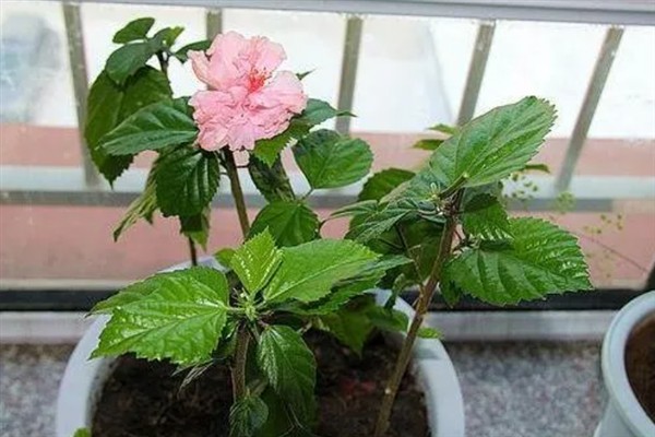 芙蓉花叶子打卷的原因，可能是强光暴晒或水分过多所致