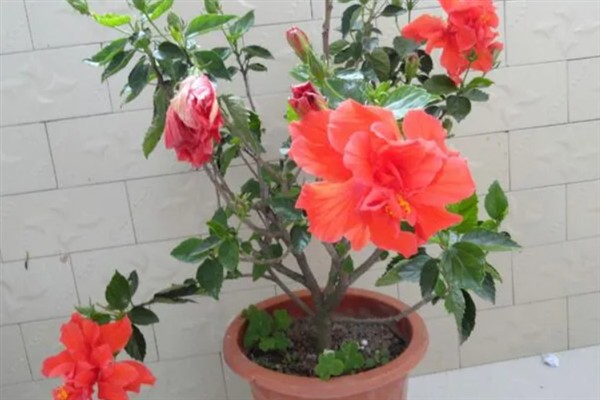 芙蓉花叶子打卷的原因，可能是强光暴晒或水分过多所致