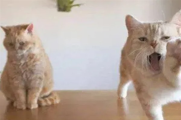 母猫为什么哈气小猫，可能是在训诫小猫