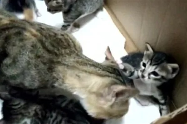 母猫为什么哈气小猫，可能是在训诫小猫