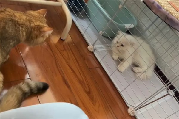 母猫为什么哈气小猫，可能是在训诫小猫