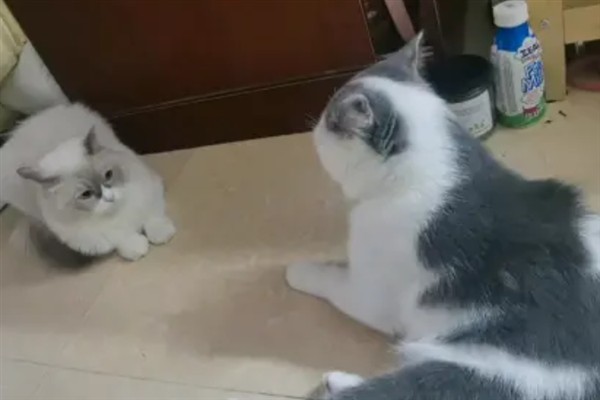 母猫为什么哈气小猫，可能是在训诫小猫