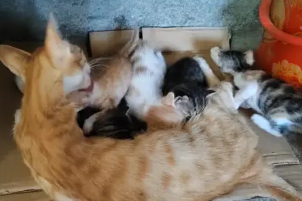 母猫为什么哈气小猫，可能是在训诫小猫
