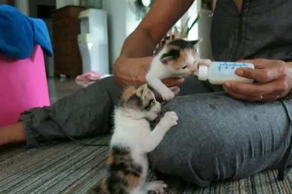 母猫为什么哈气小猫，可能是在训诫小猫