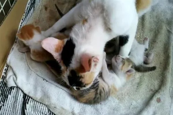 母猫为什么哈气小猫，可能是在训诫小猫