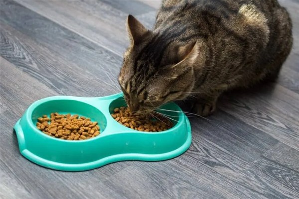 母猫为什么哈气小猫，可能是在训诫小猫
