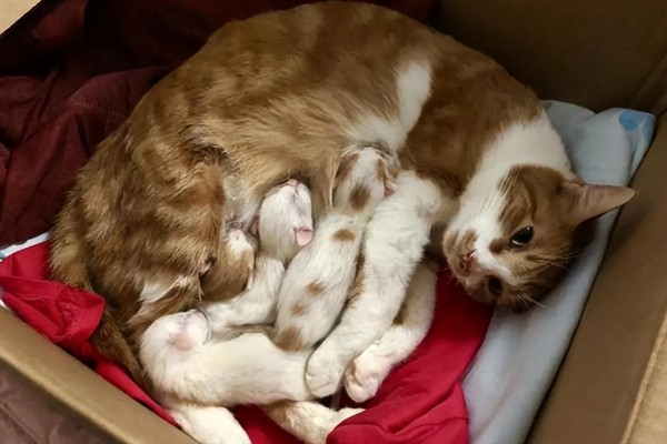 母猫为什么哈气小猫，可能是在训诫小猫