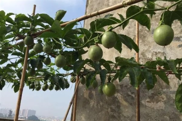 百香果叶子萎缩发皱的原因,可能是缺乏光照或水分不足所致