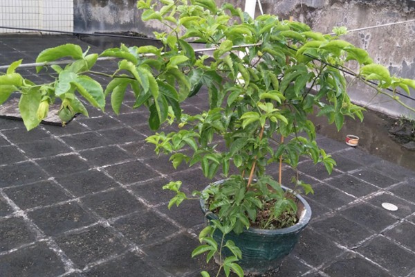 百香果叶子萎缩发皱的原因,可能是缺乏光照或水分不足所致