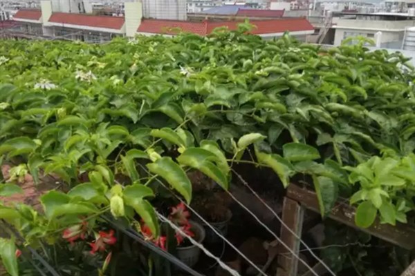 百香果叶子萎缩发皱的原因,可能是缺乏光照或水分不足所致