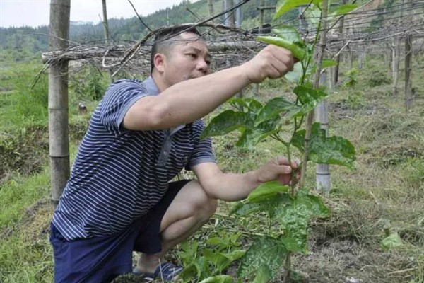 百香果叶子萎缩发皱的原因,可能是缺乏光照或水分不足所致