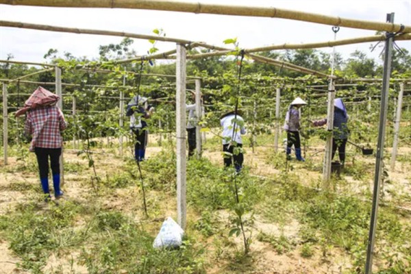 百香果叶子萎缩发皱的原因,可能是缺乏光照或水分不足所致