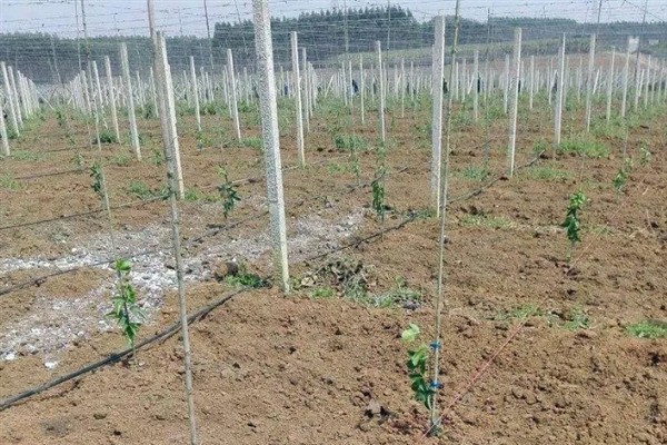 百香果叶子萎缩发皱的原因,可能是缺乏光照或水分不足所致