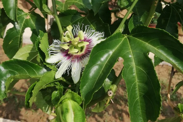 百香果叶子萎缩发皱的原因,可能是缺乏光照或水分不足所致