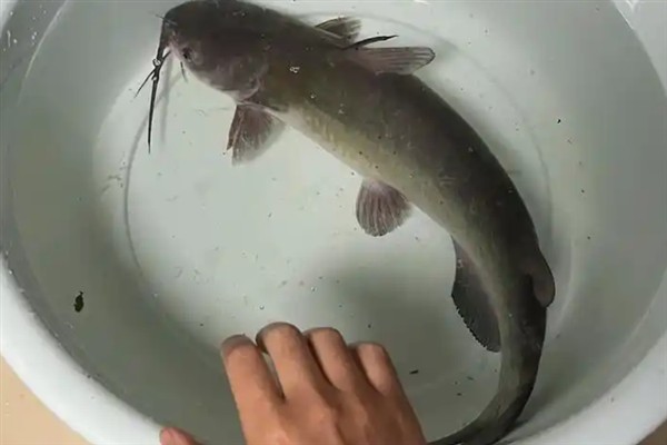 梭边鱼烹饪前要刮鱼鳞吗，无需刮鱼鳞