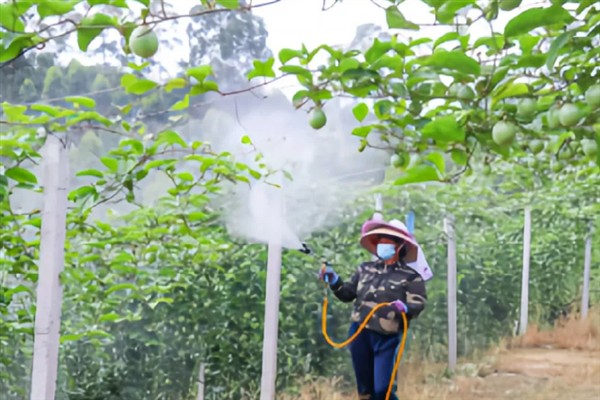 百香果叶子萎缩发皱的原因,可能是缺乏光照或水分不足所致