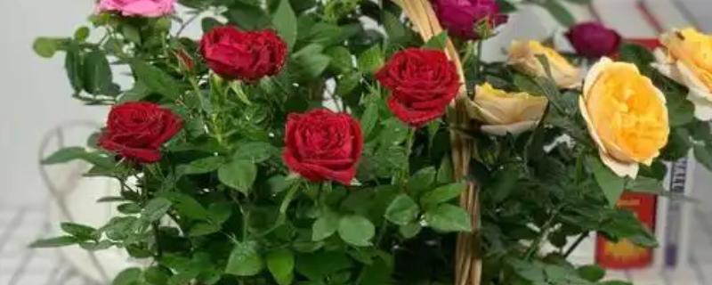 玫瑰花的生长习性，生长适温为15-25℃