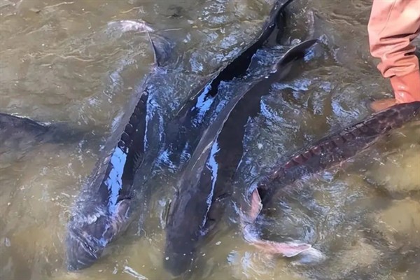 梭边鱼烹饪前要刮鱼鳞吗，无需刮鱼鳞