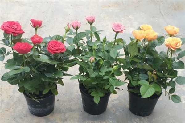 玫瑰花的生长习性，生长适温为15-25℃