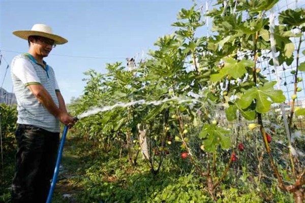 百香果叶子萎缩发皱的原因,可能是缺乏光照或水分不足所致