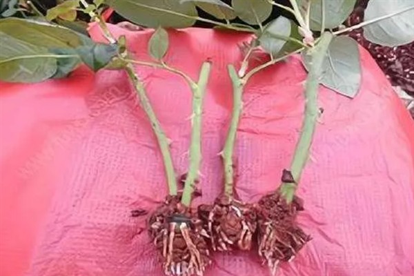 玫瑰花的生长习性，生长适温为15-25℃