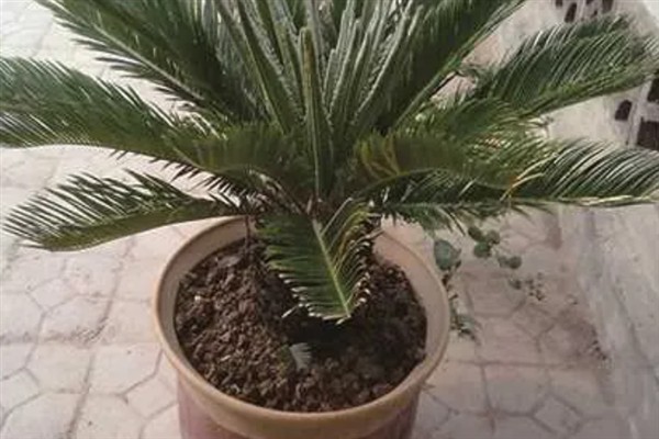 家里适合养铁树吗，家里适合养铁树
