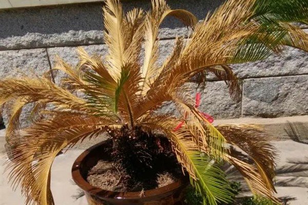 家里适合养铁树吗，家里适合养铁树