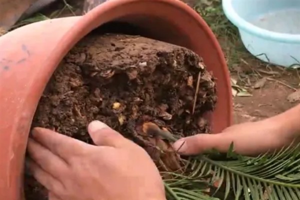 家里适合养铁树吗，家里适合养铁树