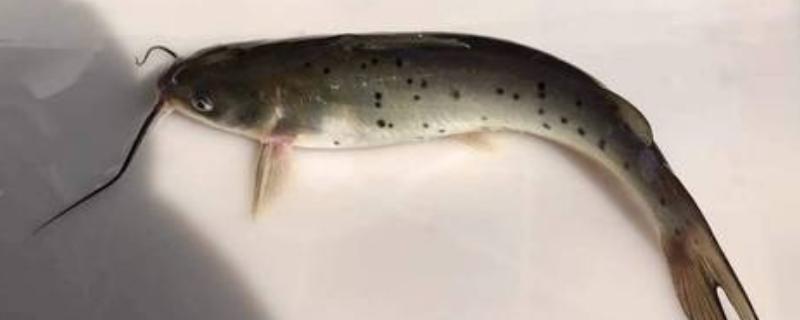 梭边鱼烹饪前要刮鱼鳞吗，无需刮鱼鳞
