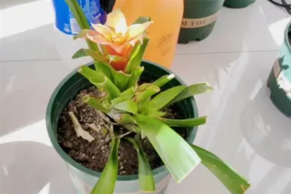 鸿运当头的养殖方法，适合在比较湿润的环境养殖