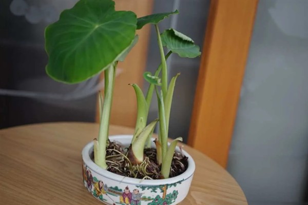 盆栽芋头怎么养护，喜欢PH在5.5-7.0的土壤