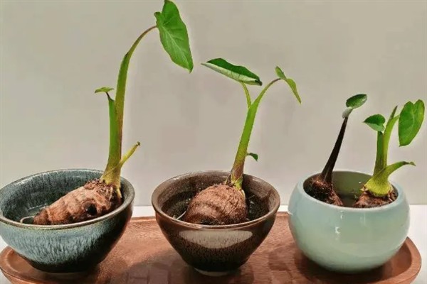 盆栽芋头怎么养护，喜欢PH在5.5-7.0的土壤