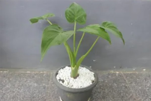盆栽芋头怎么养护，喜欢PH在5.5-7.0的土壤