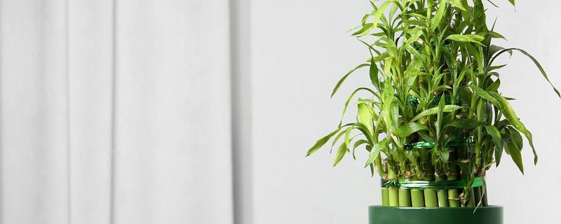 富贵竹叶子发黄的原因及解决方法，浇水或施肥不当均会导致